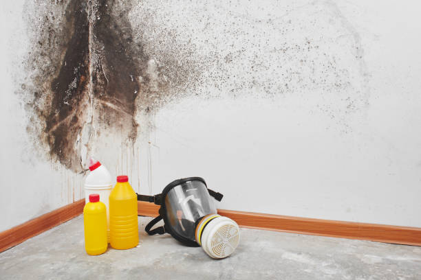 Best Mold Damage Repair  in Rossford, OH