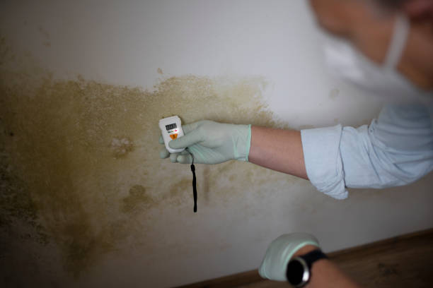 Best Mold Remediation  in Rossford, OH