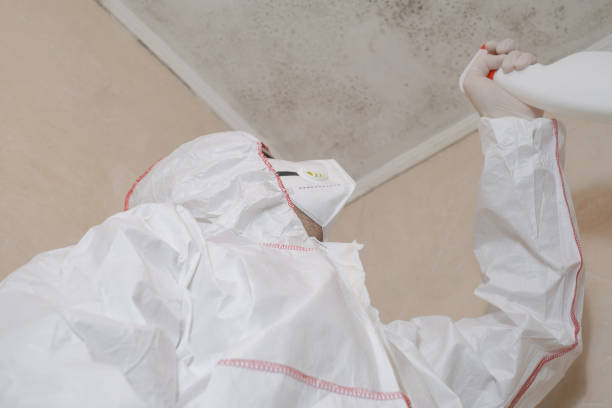 Best Attic Mold Removal  in Rossford, OH