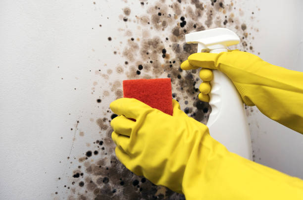 Best Certified Mold Removal  in Rossford, OH