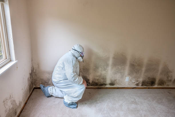 Best Toxic Mold Removal  in Rossford, OH