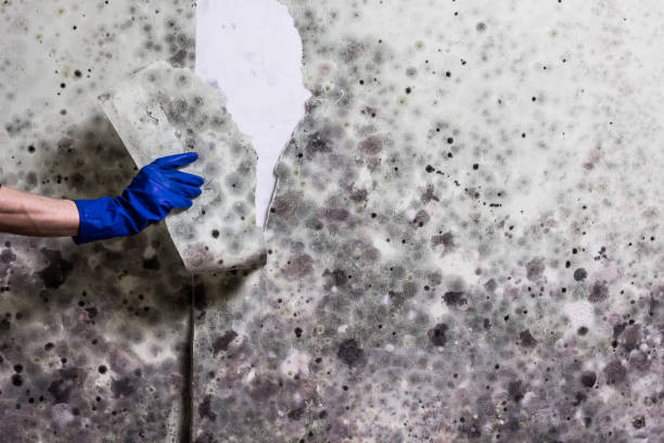 Crawl Space Mold Removal in Rossford, OH