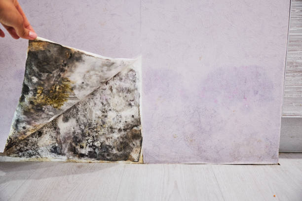 Best Crawl Space Mold Removal  in Rossford, OH